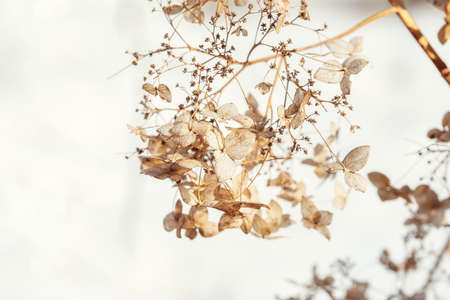 Dry hydrangea flowers on a bush, beautiful natural background, macro photo