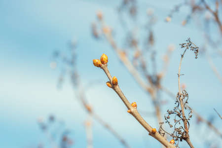 A branch of a tree with swollen green buds in the spring against a blue sky close-up macro photo