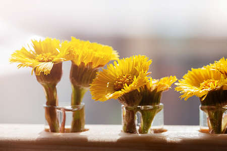 Yellow coltsfoot flower or Tussilago farfara first spring flowers in thin transparent flasks vases...