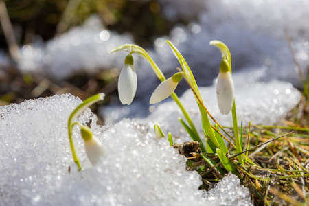 The first spring flowers of snowdrops make their way to the sun in the middle of the snowの写真素材