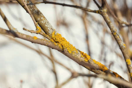 Tree branch covered with orange lichen close-up macro photo.