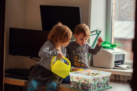 Little Caucasian children watering seedlings while sitting on the table, preparing seedlings for planting in a greenhouseの写真素材