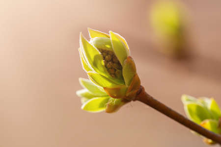 Lilac buds on a branch in early spring in March or April with sun exposure horizontal format with...