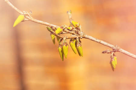 Buds and flowers of yellow forsythia against the background of bare branches of a bush on a blurred...