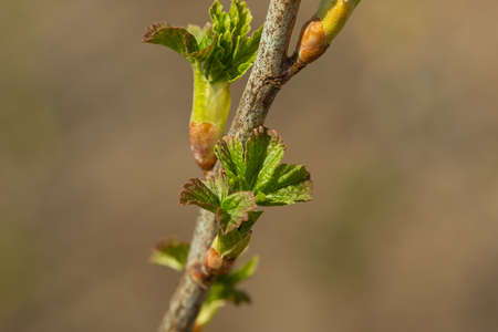 Fresh new green buds on currant branches at springtime in March or April farm garden background with copy space in horizontal format. Photo of a reviving blossoming natureの写真素材
