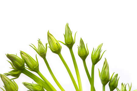 Unopened buds of zucchini pumpkin flowers on a white background. Excess buds of barren flowers are removed from plants for better fruitingの写真素材