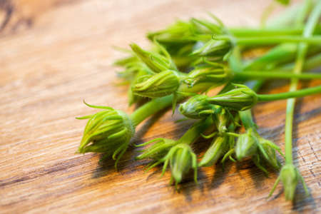 Unopened buds of zucchini pumpkin flowers on a wooden background. Excess buds of barren flowers are...