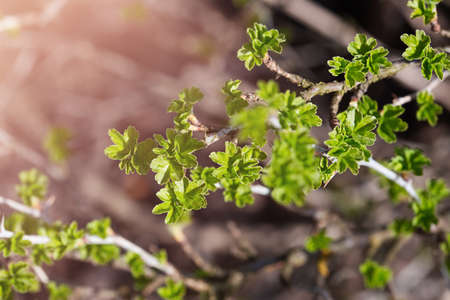 Fresh new green buds on currant branches at springtime in March or April farm garden background with copy space in horizontal format. Photo of a reviving blossoming natureの写真素材