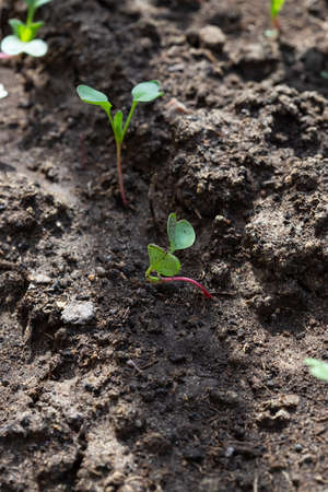 Seedlings of radish and lettuce in a garden bed in a greenhouse, vertical formatの写真素材