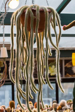 A bizarre tropical cactus descends from a hanging pot in a greenhouse.の写真素材