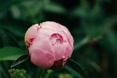 Beautiful pink fresh flowers and buds big peonies with drops after rain close upの写真素材