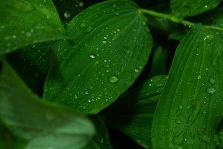 Beautiful green leaf texture with drops of water after the rain, close up
