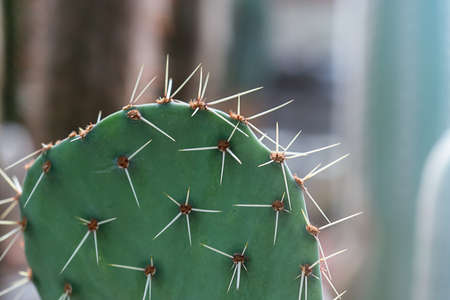 Close-Up Of Succulent cactus Plant at the greenhouse garden.の写真素材