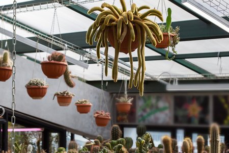 A bizarre tropical cactus descends from a hanging pot in a greenhouse.の写真素材