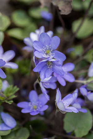 Beautiful spring blue flowers, close-up. Spring summer floral background with copy space. Selective focus.の写真素材