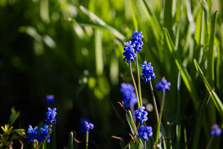 Muscari Hyacinth blue flowers grow on a flower bed in spring, beautiful light falls, place for text,...