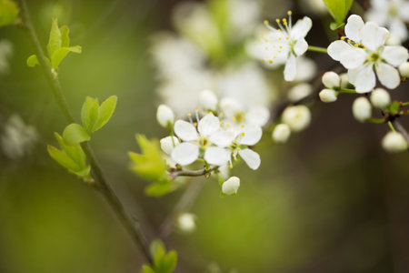 Defocused floral background with cherry blossoms on green leaves.の写真素材