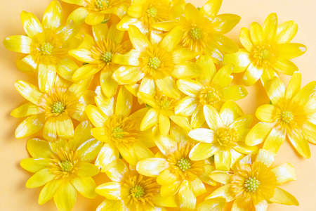 A scattering of yellow spring flowers on a solid background