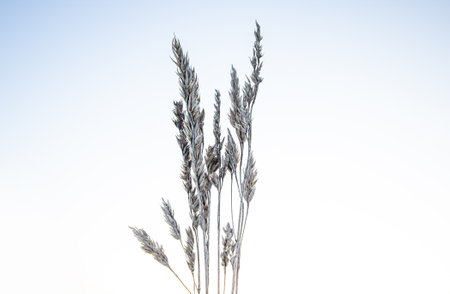 Dry grass and thistles under the snow.の写真素材