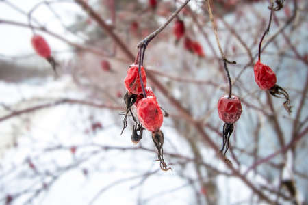 Red rose hips under the snow in a garden macro with blurred background
