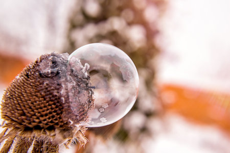 frozen soap bubble on dried flower at sunset with blurred background.