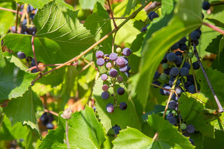 Isabella grapes ripened on a vine climbing a brick wall of a garden plot.
