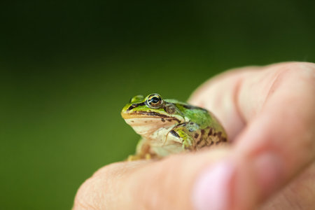 Human Hand holds a green frog, selective focus, green blurred background.の写真素材