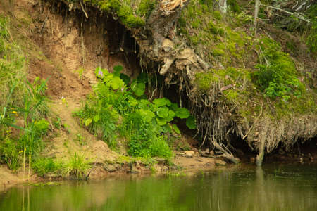 Roots of a powerful old tree on the river bank, summer forest landscape.の写真素材