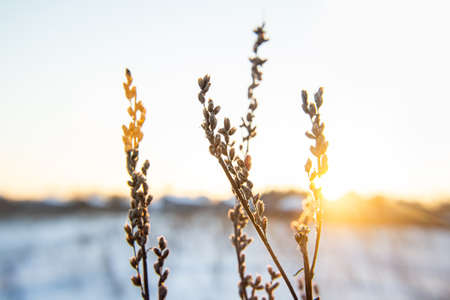 Dry grass and thistles under the snow.
