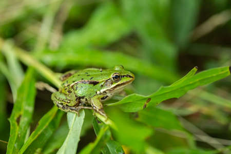 European grass frog sitting on the green grass.