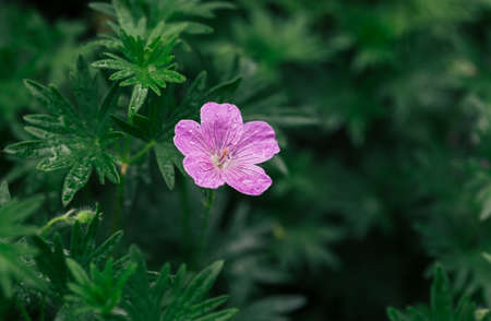 Violet flowers with raindrops in summer garden.の写真素材