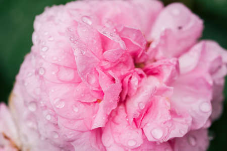 Beautiful pink rose petals after the rain.の写真素材