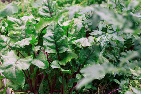 Green beet leaves with red stems in the garden.の写真素材