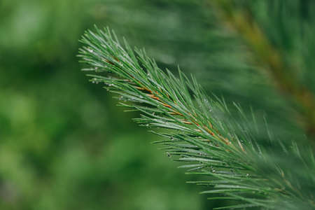 Close up view of water drops on green leaves after the rain, selective focus and blurred background.の写真素材
