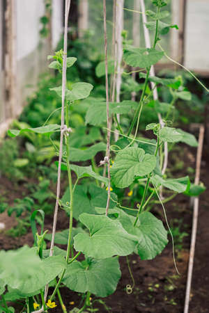 Cucumber growing in the garden summer time with blurred background.の写真素材