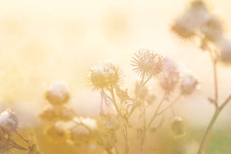 Various blades of grass under a layer of snow in the rays of the setting sun, selective focus, blurred background, sun flareの写真素材