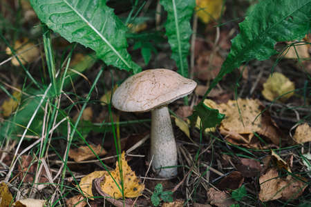 Edible mushroom in grass close up with selective focus and blurred backgroundの写真素材