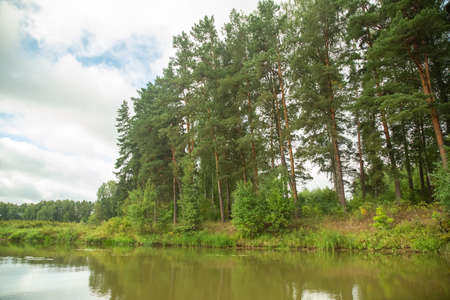 Green summer forest landscape at daytime with riverの写真素材