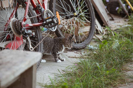 Gray kitten hiding behind a bicycle wheel in the countryの写真素材