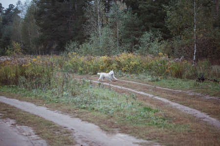 White Dog in autumn in the forrest.