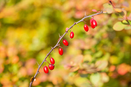 Ripe red Barberry fruits on bush branches in autumn, barberry close up, berberis vulgaris