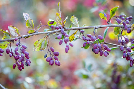 Ripe red Barberry fruits on bush branches in autumn, barberry close up, berberis vulgarisの写真素材