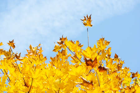 Bright yellow maple leaves on a blue sky background in autumn.