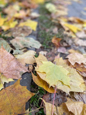 Autumn background with multicolored maple leaves on the ground.