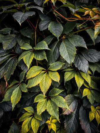 Close-up shot of wild grape leaves covering wall.の写真素材