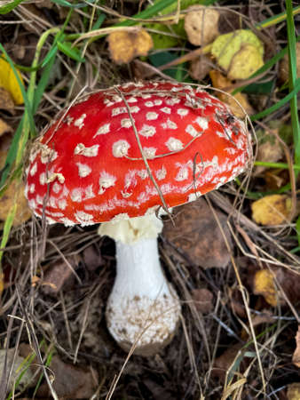 Close-Up Of Red Fly Agaric Mushroom On the ground in the forrest.