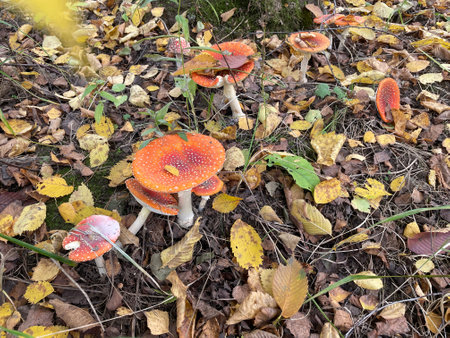 Close-Up Of Red Fly Agaric Mushroom On the ground in the forrest.