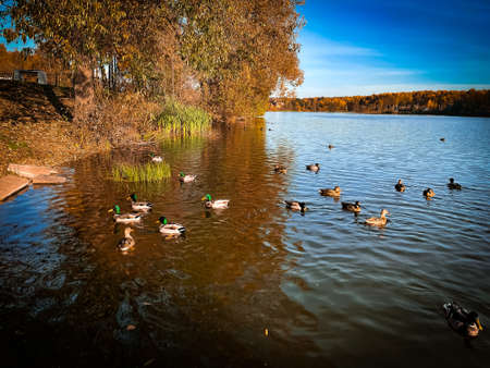 Lake with ducks against blue sky in autumn.の写真素材