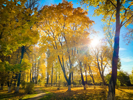 Autumn october forest against blue sky selective focus.