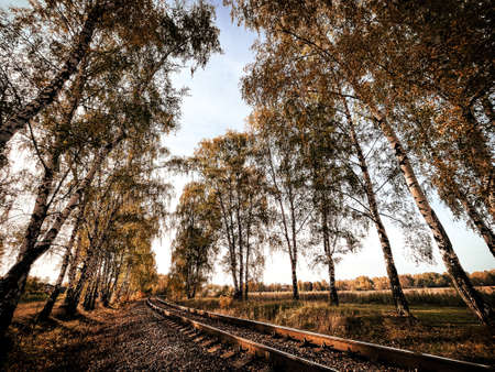 Railway tracks in the middle of the forest and field with trees in autumn Europeの写真素材